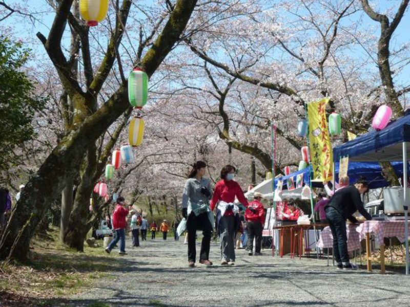 はだの桜まつり