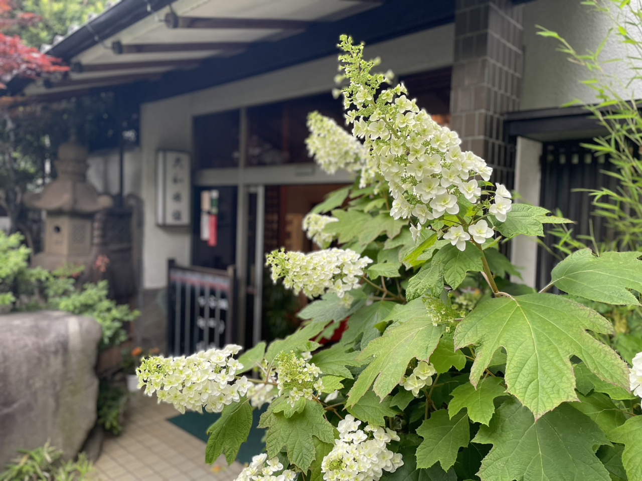 紫陽花でお出迎え！当館の玄関に美しい景色が広がります