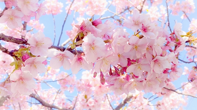 春のご宴席やお花見帰りに。温泉とお料理で楽しむ季節のひととき